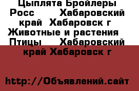 Цыплята Бройлеры Росс-308 - Хабаровский край, Хабаровск г. Животные и растения » Птицы   . Хабаровский край,Хабаровск г.